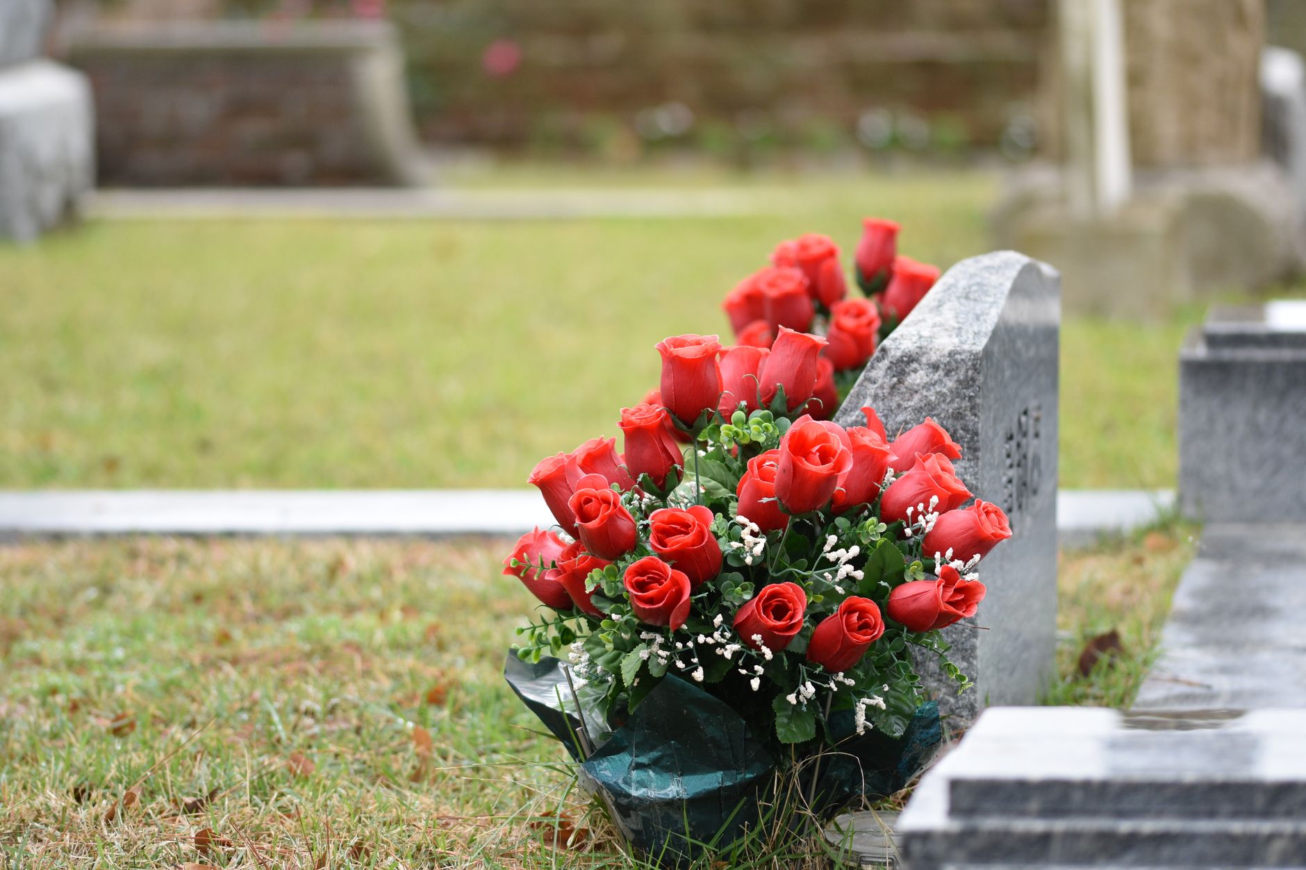 Beautiful red roses placed on a tombstone, symbolizing love and remembrance in a cemetery setting